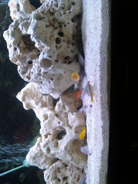 Rated #1515: 36 Gallons Freshwater Fish Tank - close up of some of the fish in my tank now ive orderd a new back ground for the tank will upload when done. only had chiclids in for one week now so tank still needs work look forward to advise and coments