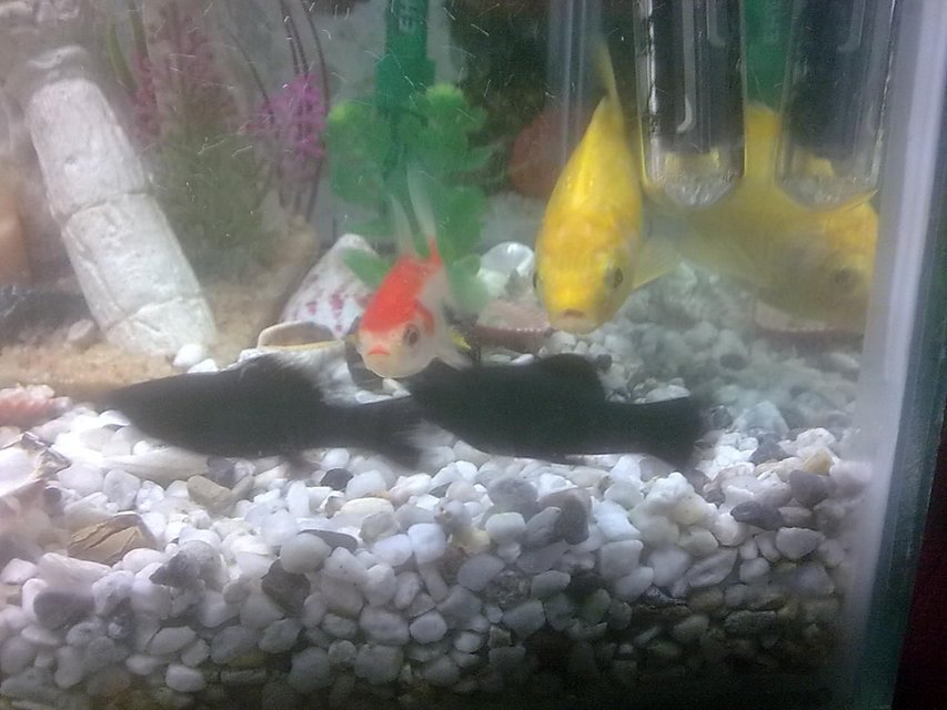 Rated #4136: 25 Gallons Freshwater Fish Tank - my tank