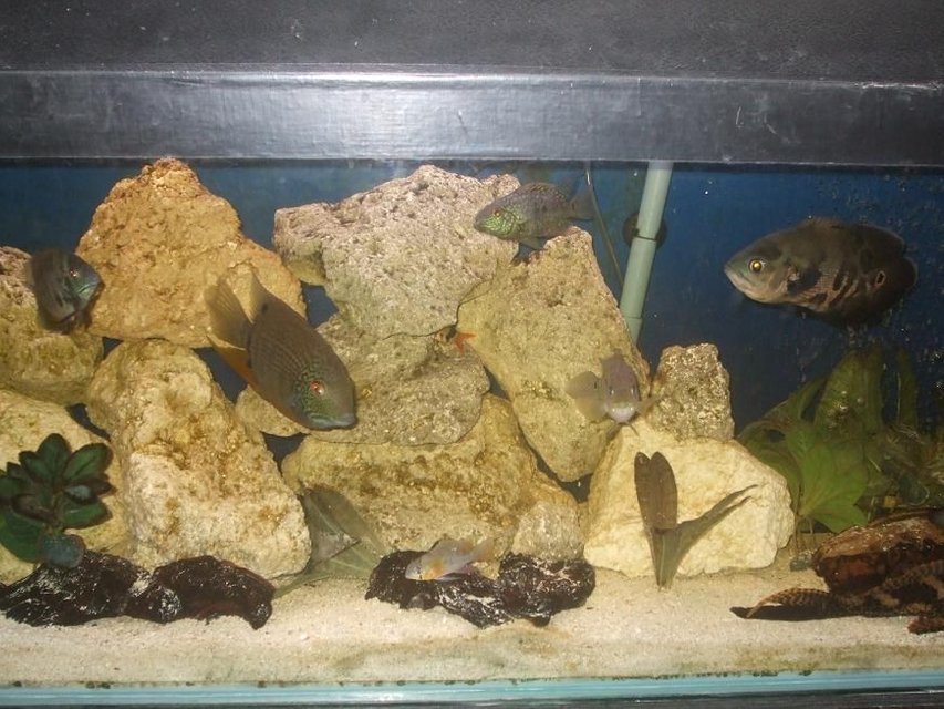 Rated #3153: Freshwater Fish Tank - south american
