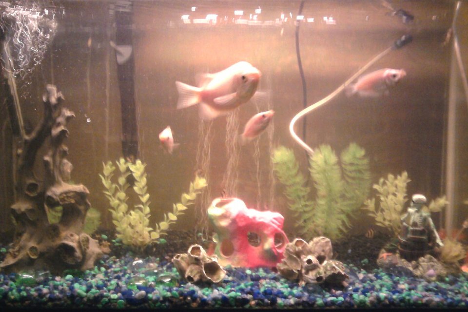 Rated #3825: 29 Gallons Freshwater Fish Tank - 29 gallon tank with Pink Kissing Gouramis and Tiger Barbs. Tank is 6 years old as is the large Gourami in the photo.