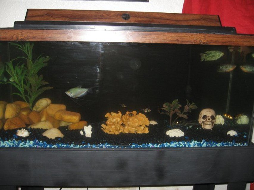 Rated #3543: 30 Gallons Freshwater Fish Tank - A new 30 gallon tank that I just set up with a new aquascape. Let me know what you think.