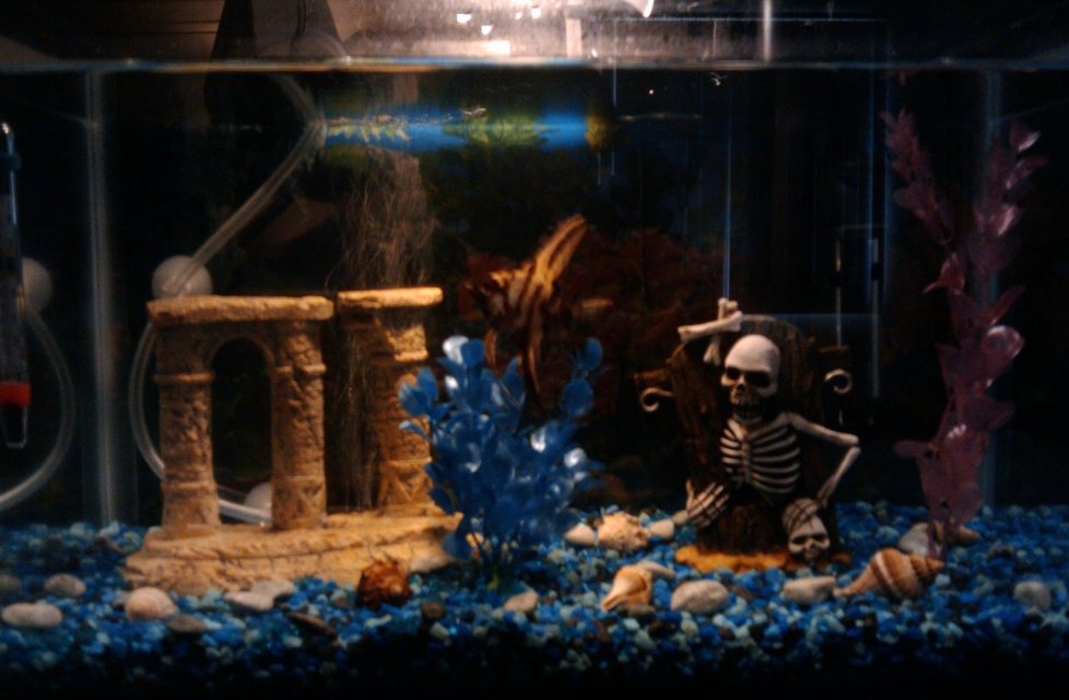 Rated #3942: 5 Gallons Freshwater Fish Tank - My 5 gal. tank with 1 Angelfish, Aqua Tech Power Filter, Tetra Submersible Heater, Tetra Whisper Air Pump, and a few decorations.