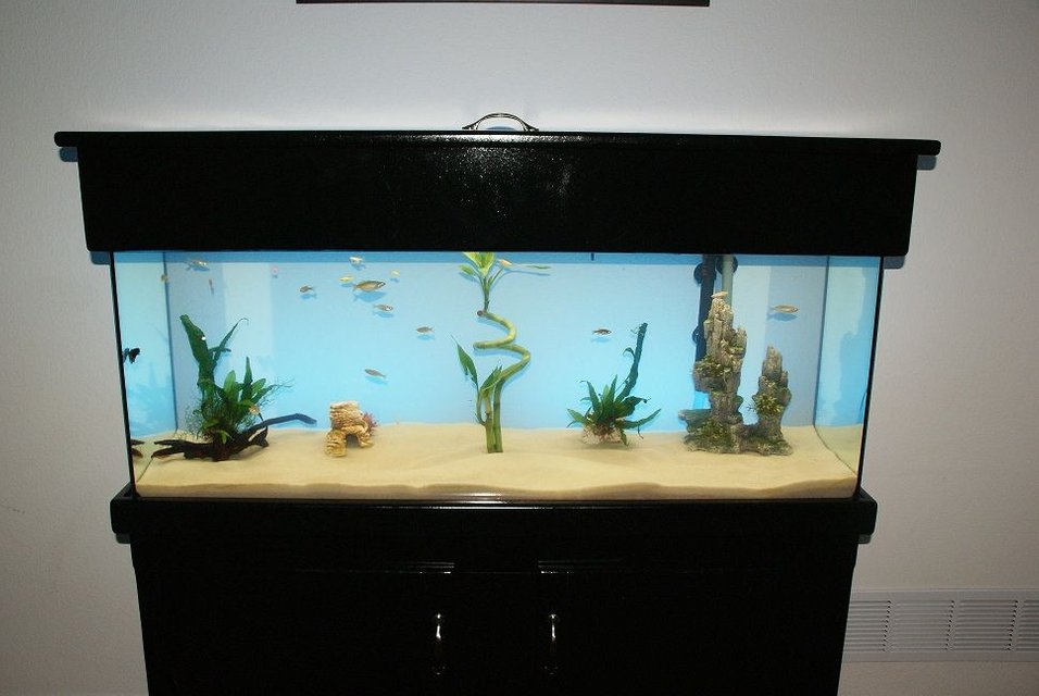 Rated #3544: 55 Gallons Freshwater Fish Tank - My Tank