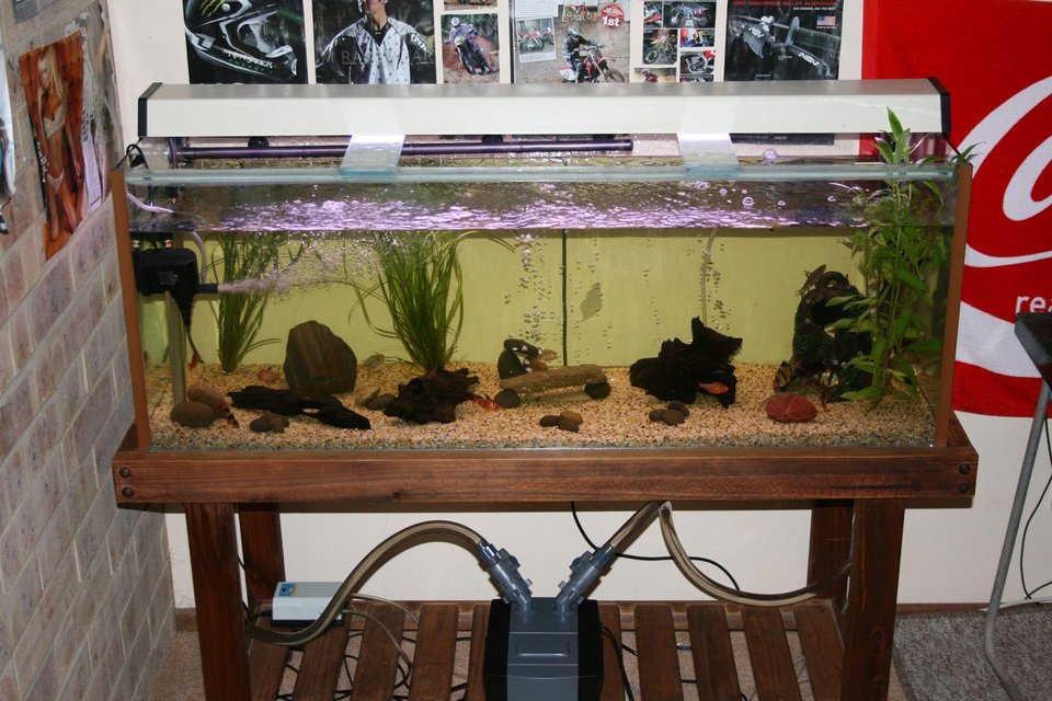 Rated #3445: 55 Gallons Freshwater Fish Tank - A photo of my 4ft tropical aquarium