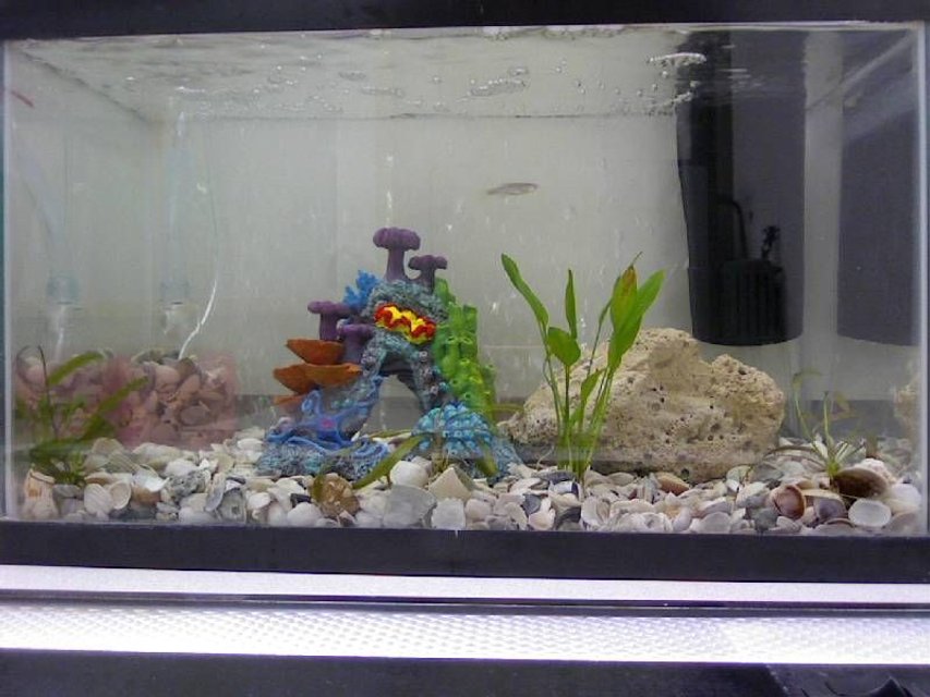 Rated #4145: 10 Gallons Freshwater Fish Tank