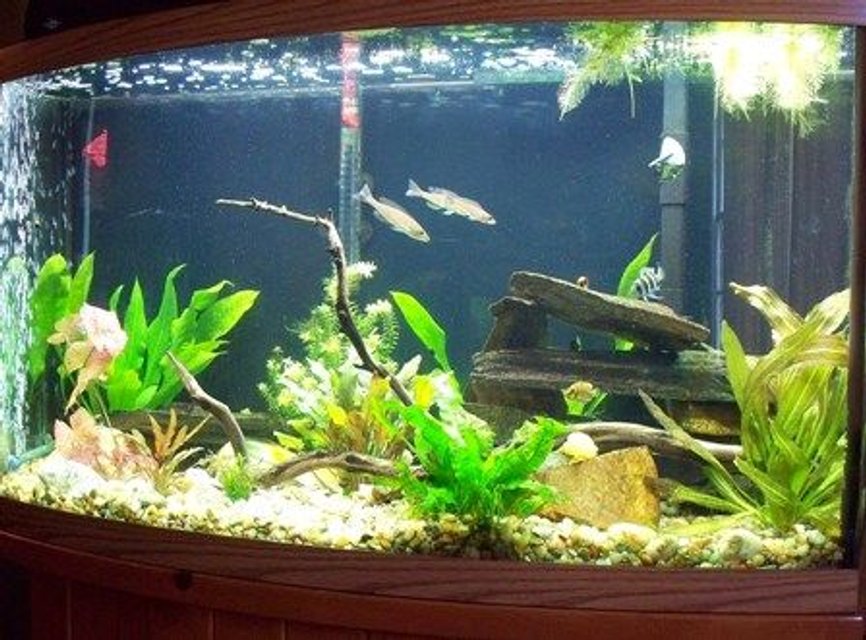 Rated #854: 46 Gallons Freshwater Fish Tank - Tanganyika Community