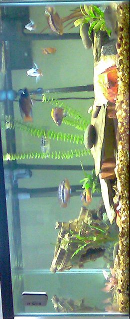 Rated #3147: 75 Gallons Freshwater Fish Tank - my tank