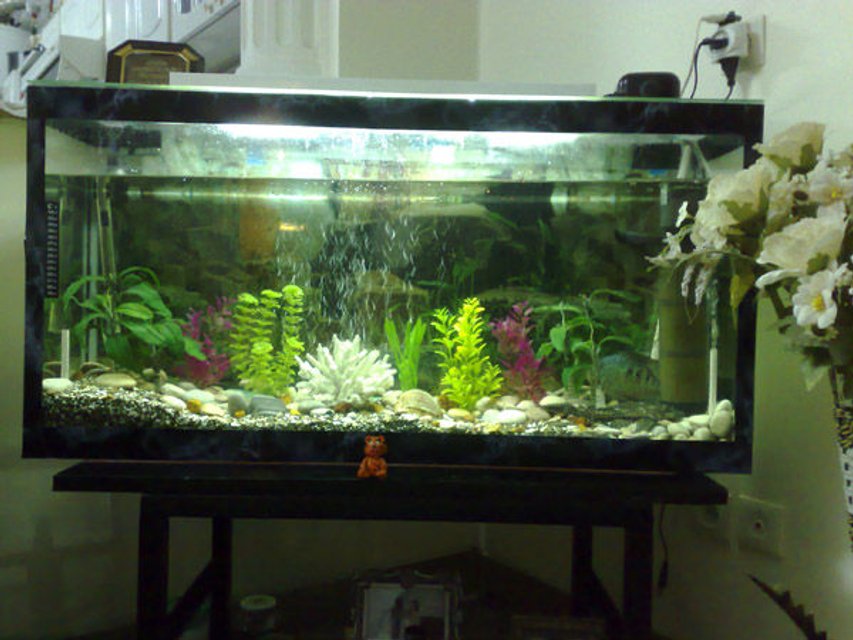 Rated #3573: 40 Gallons Freshwater Fish Tank - uuuuu