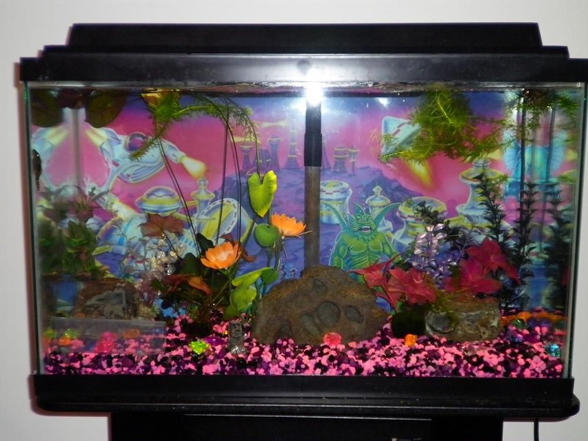 Rated #3649: 29 Gallons Freshwater Fish Tank - 29g freshwater with mostly artificial plants and some live ones. Fish include an African butterfly fish, a blue angelfish, 5 cories, a bushynose pleco, a crayfish, and a snail.