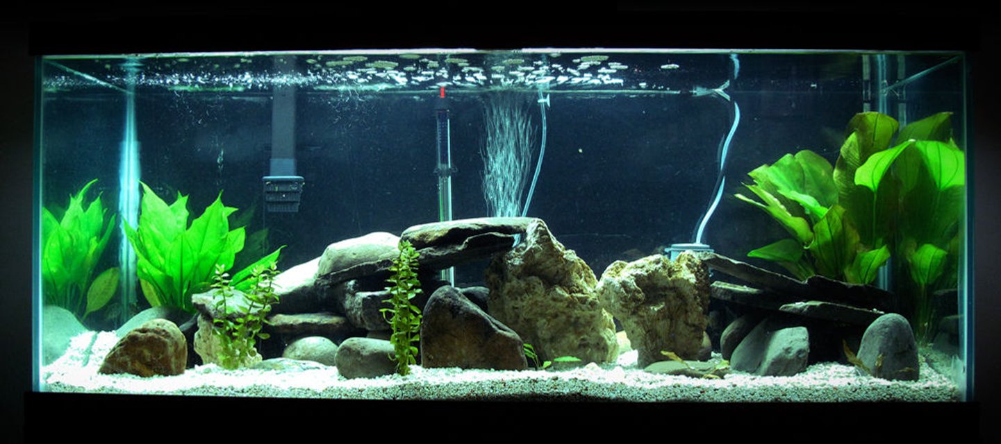 Rated #41: 75 Gallons Freshwater Fish Tank - This is my newest set up. With rocks, plants and hidden are a managuense, dovii, jack dempsey, figure eight puffer, green spotted puffer, pleco and a cat.