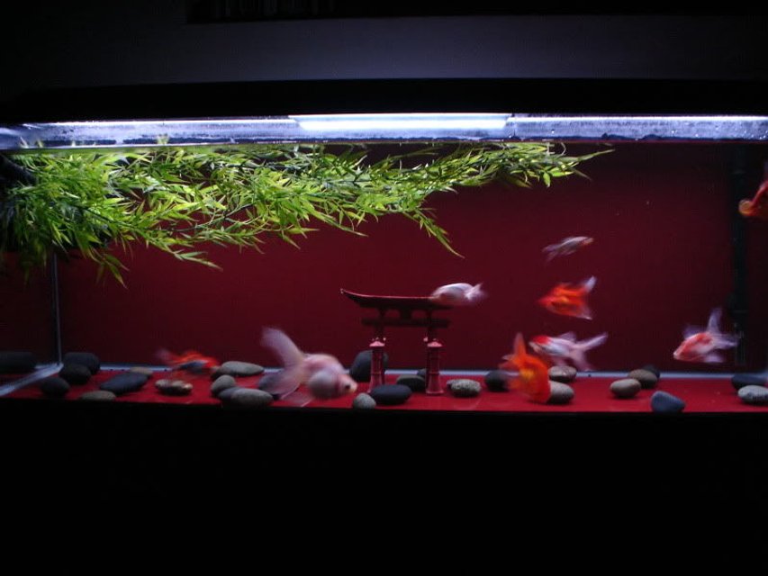 Rated #3230: 60 Gallons Freshwater Fish Tank - My 60g goldfish "Zen" tank.