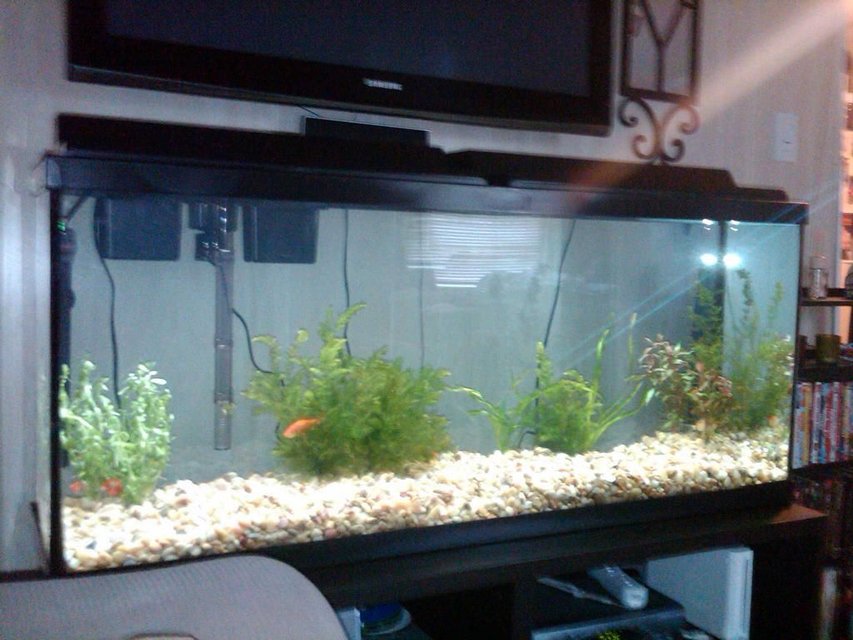 Rated #3948: 55 Gallons Freshwater Fish Tank - TANK