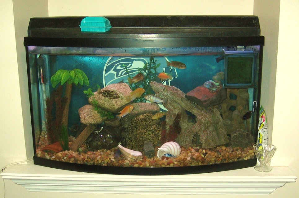 Rated #4057: 45 Gallons Freshwater Fish Tank - my tank located in the nook above my gas fireplace insert in the livingroom.  GO SEAHAWKS!!!