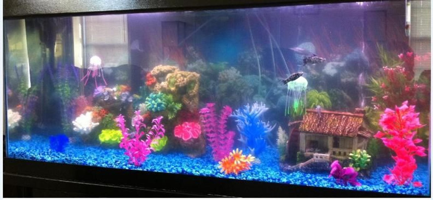 Rated #3157: 75 Gallons Freshwater Fish Tank - My new 75 gal. freshwater tank still in cycling phase.