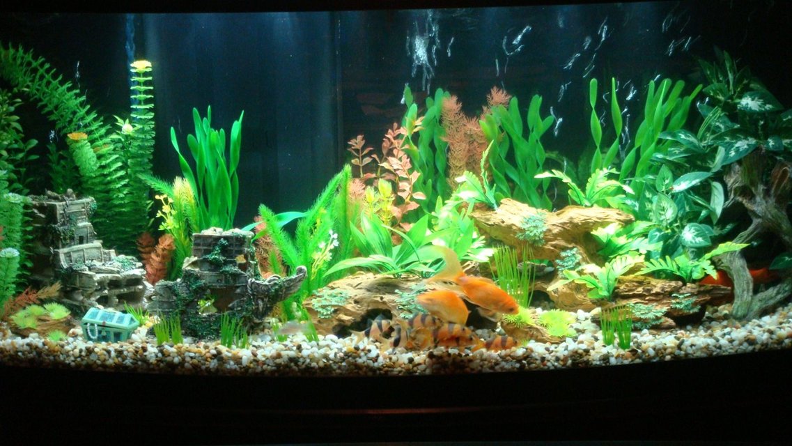 Rated #912: 72 Gallons Freshwater Fish Tank - Tank Finally cycled.  Fish now have a bigger home