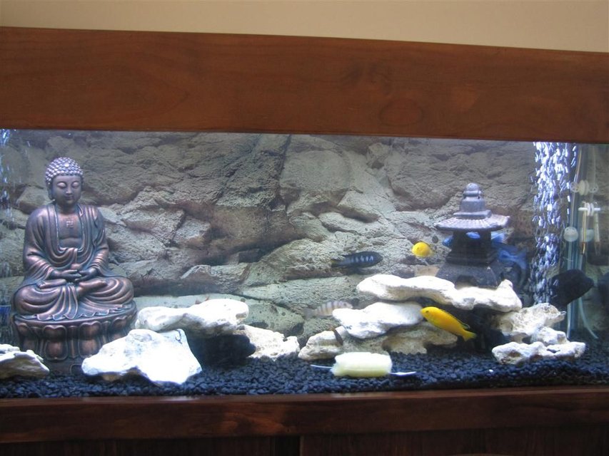 Rated #1383: 50 Gallons Freshwater Fish Tank - African Tank