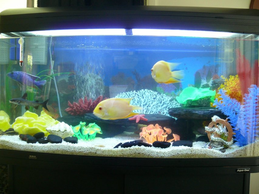 Rated #1905: Freshwater Fish Tank - Aqua One 980, 4 ft, built in filter and lights, AO heater, AO air pump, crushed shell substrate, caves made from black volcanic beach rocks and various fake corals.