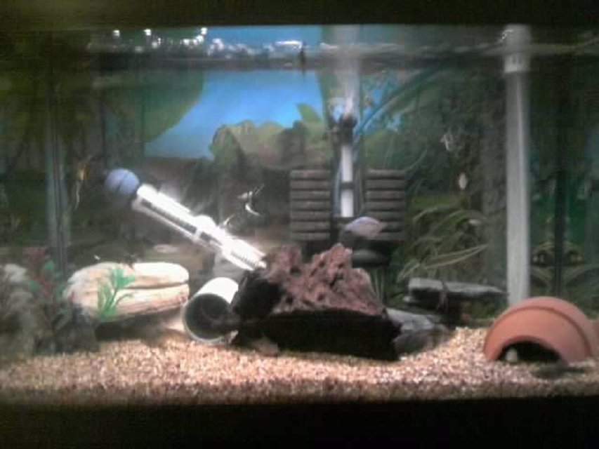 Rated #3565: 43 Gallons Freshwater Fish Tank - My 2nd 3ft Community Tank (new). Home to my baby angelfish, breeding trio of praecox rainbows, breeding trio of bronze corys, 5 baby bristlenose cats, Breeding pair of Phalicthytus quadripunctatus and a 2" striped raphael catfish.