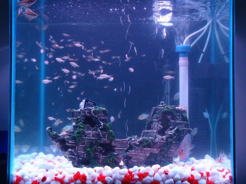 Rated #3411: 35 Gallons Freshwater Fish Tank - fresh water