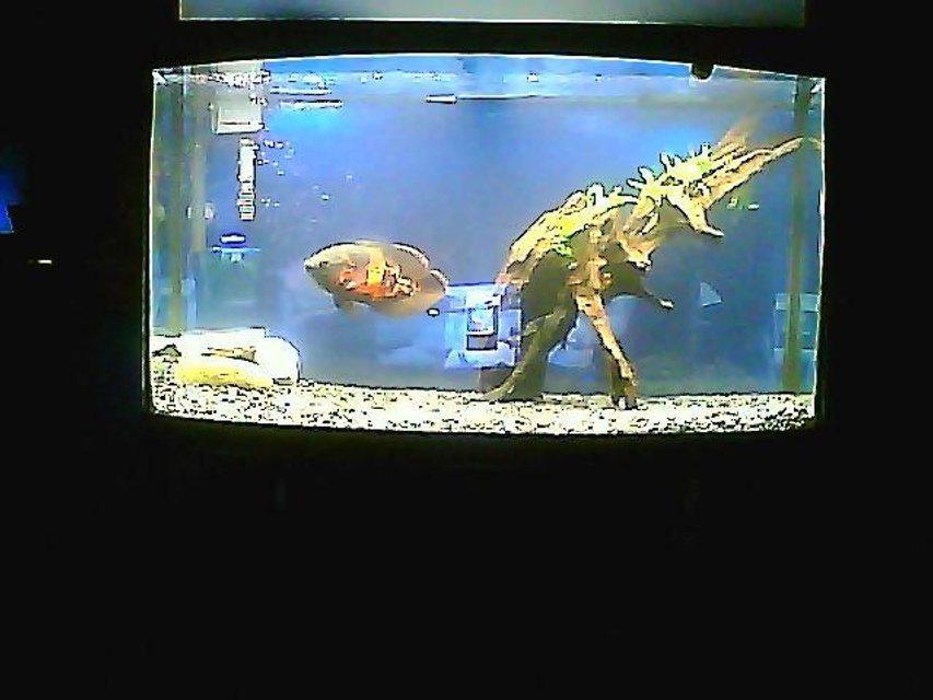 Rated #3906: 3 Gallons Freshwater Fish Tank - glenn the tiger oscar, who is a homosexual