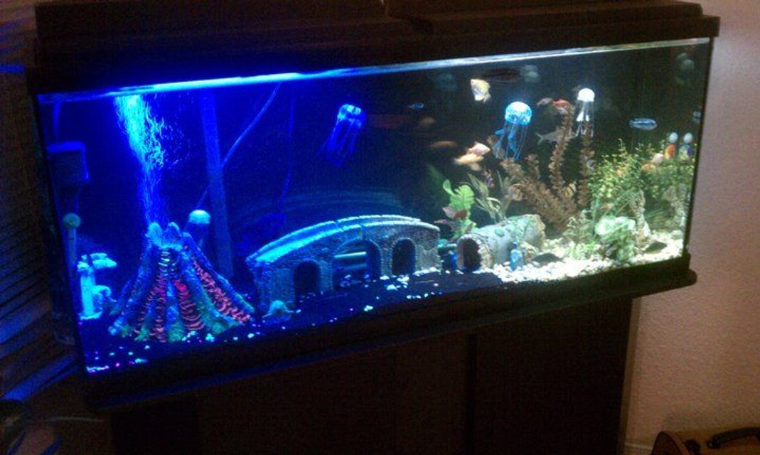 Rated #222: 55 Gallons Freshwater Fish Tank - My 55gal
