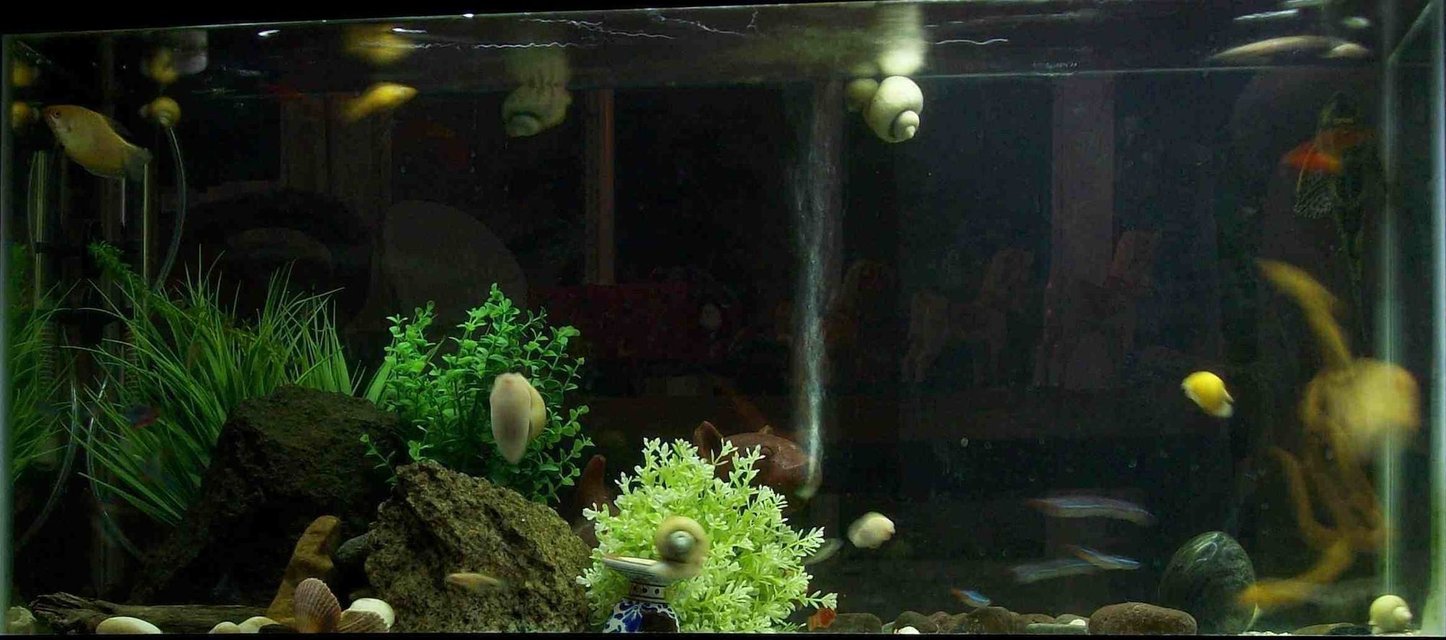 Rated #2245: 29 Gallons Freshwater Fish Tank - 29 gallon aztec tomb fish tank