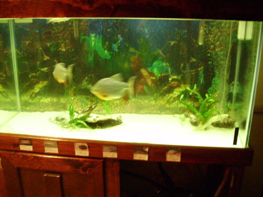 Rated #3766: 90 Gallons Freshwater Fish Tank - stingray in lower right. picture quality terrible. eels are hiding under wood. 90 gallon fresh water.