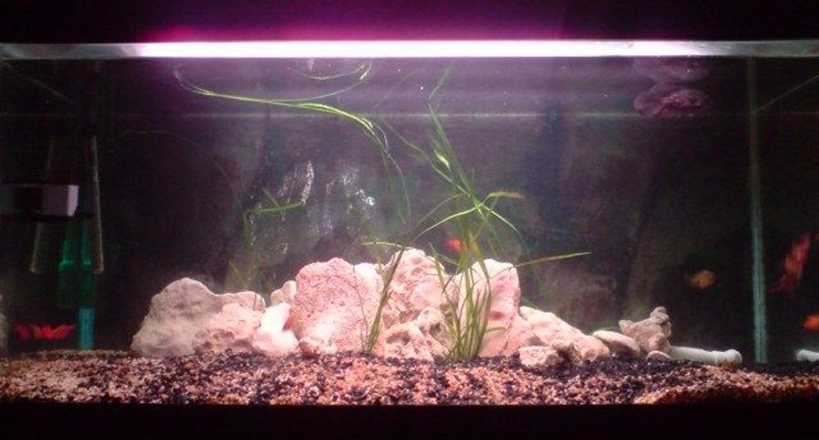 Rated #3687: 75 Gallons Freshwater Fish Tank - my oscars tank
