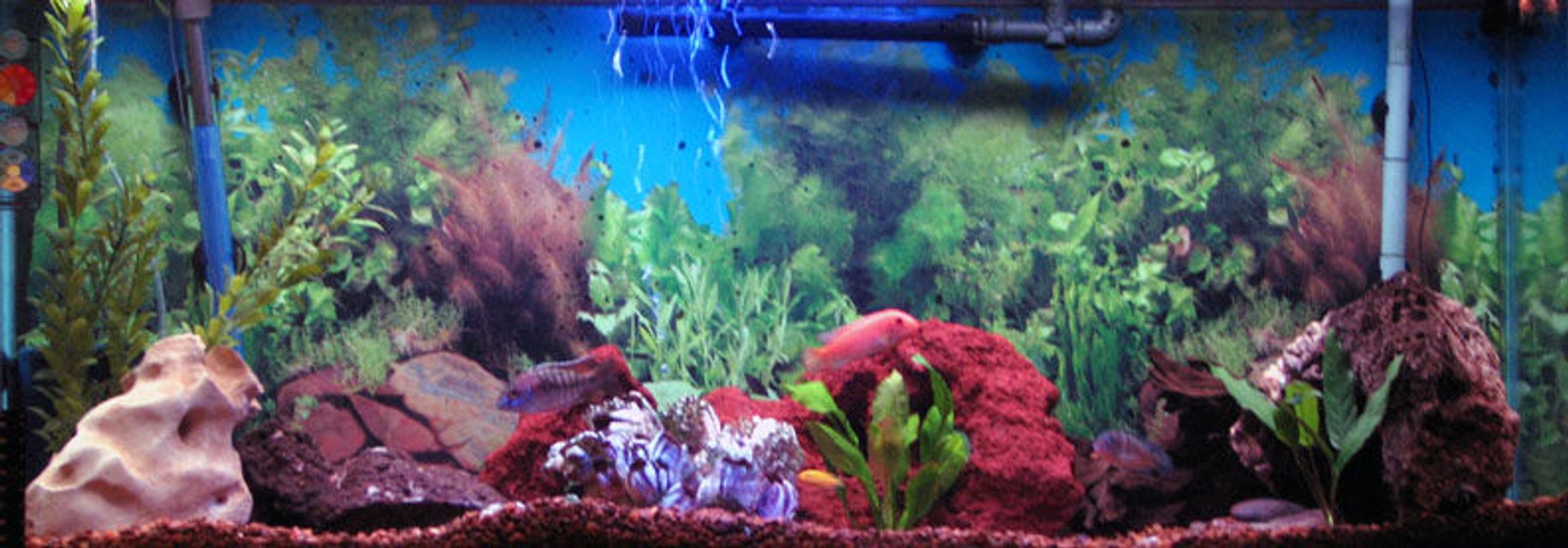 Rated #1476: 55 Gallons Freshwater Fish Tank - My 55 gallon aquarium