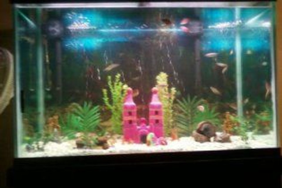 Rated #3854: 120 Gallons Freshwater Fish Tank - my tank