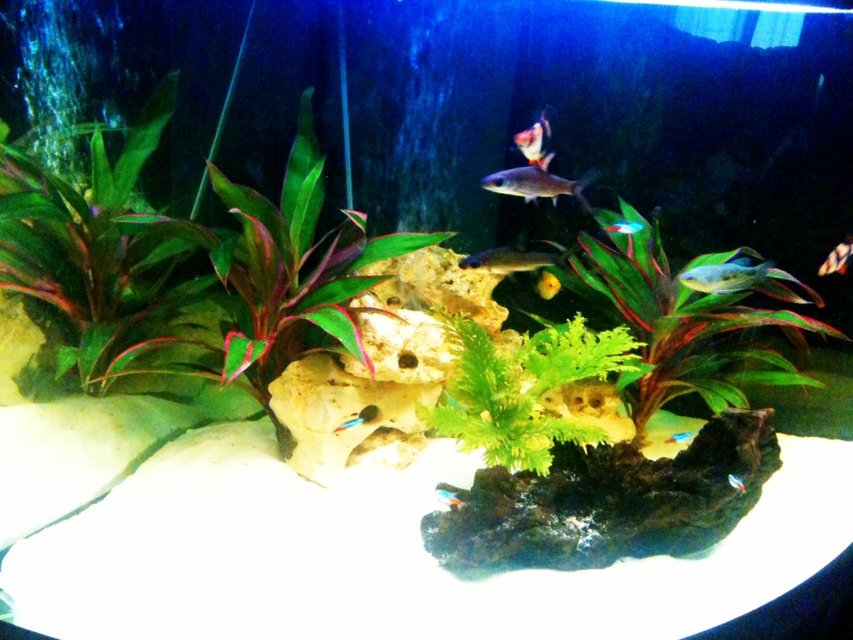 Rated #2698: 50 Gallons Freshwater Fish Tank - my juwel trigon 190
