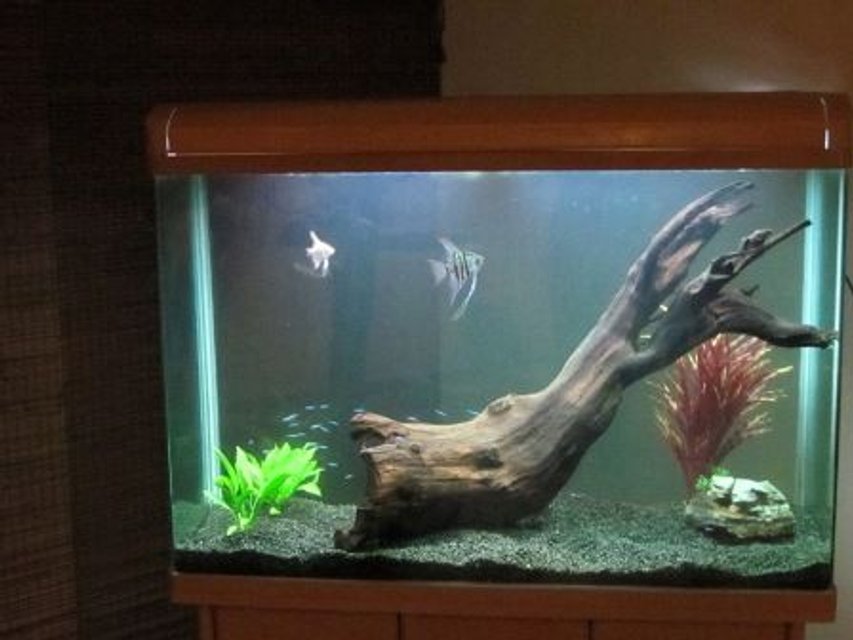 Rated #2097: 365 Gallons Freshwater Fish Tank - Freshwater tank category
day view
31 cardinal tetras
2 angels
driftwood
rock
live plants 
and plastic plants