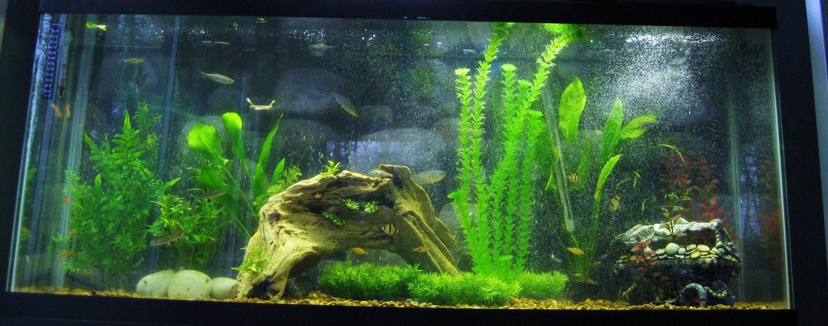 Rated #1332: 70 Gallons Freshwater Fish Tank - my awesome project