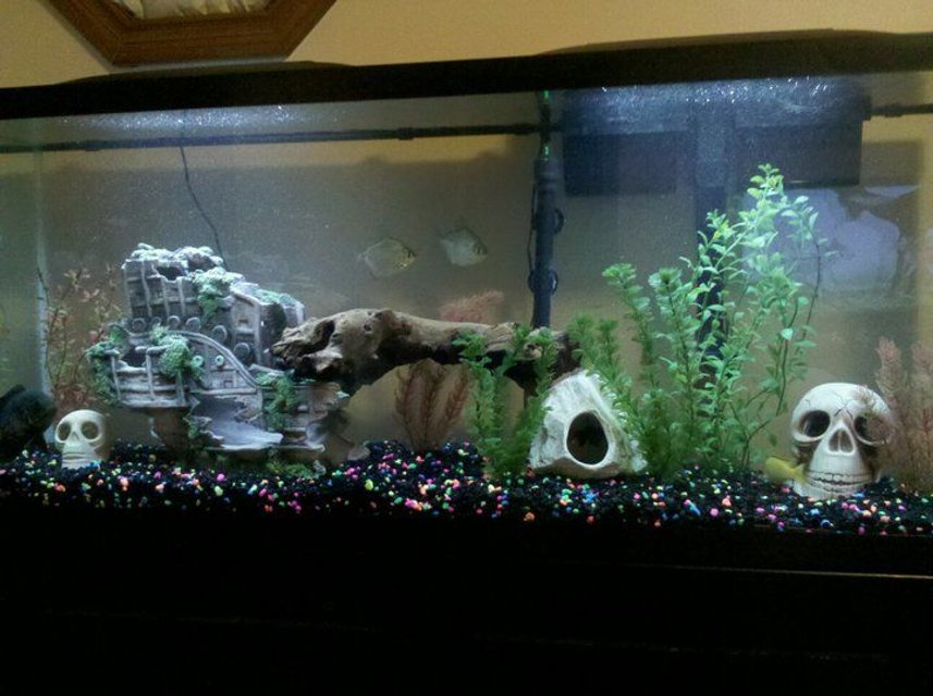 Rated #2909: 55 Gallons Freshwater Fish Tank - The tank set up at that time