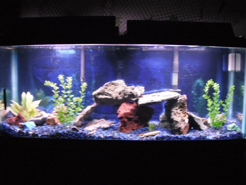 Rated #2119: 55 Gallons Freshwater Fish Tank - 55 gallon, 2 oscars (babys)