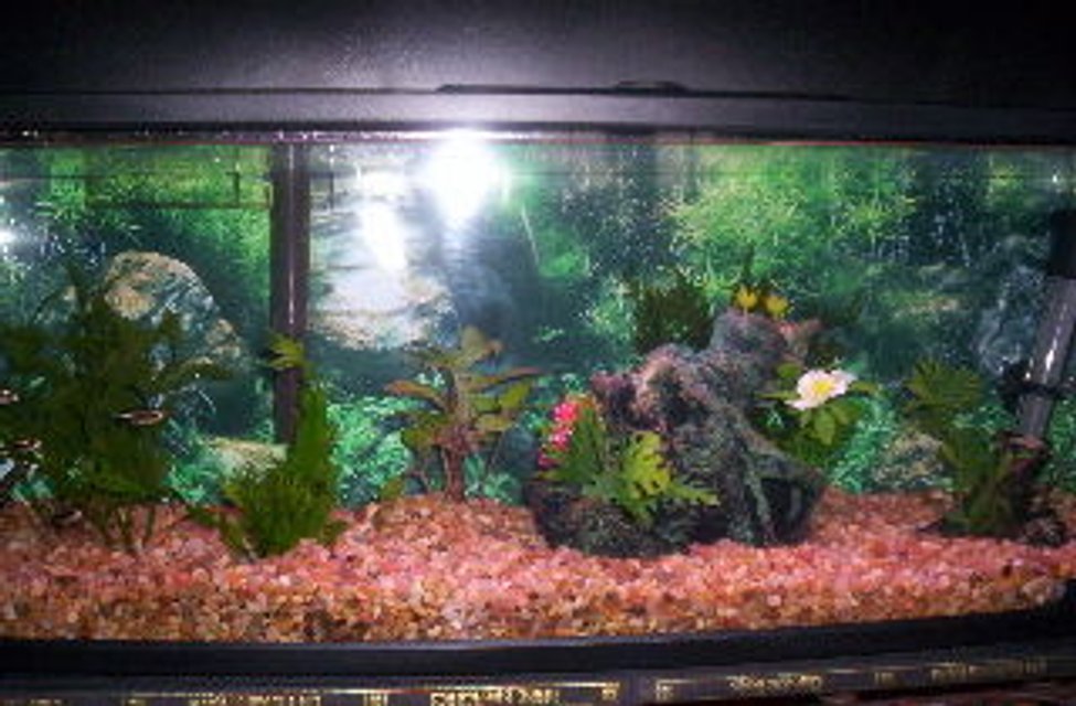 Rated #227: 7 Gallons Freshwater Fish Tank - Bookshelf Freshwater tank