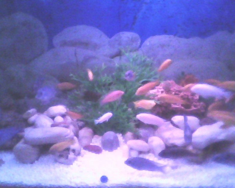 Rated #3447: 150 Gallons Freshwater Fish Tank - CHICLED