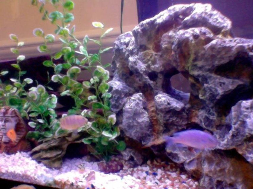 Rated #1955: 50 Gallons Freshwater Fish Tank - busy tank