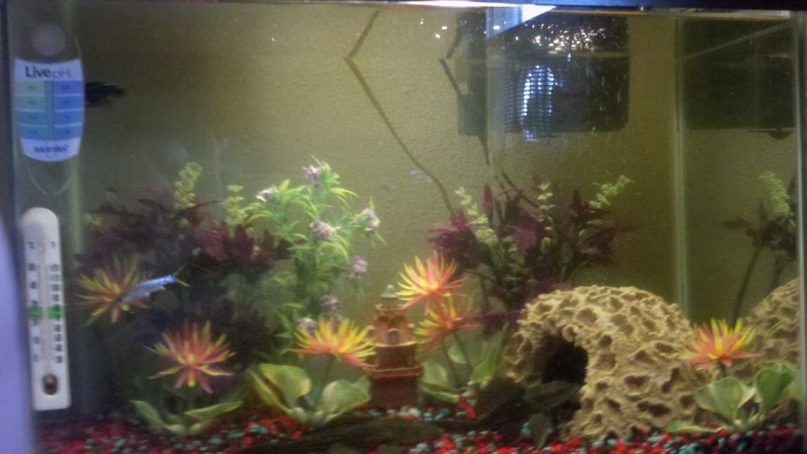 Rated #3345: 30 Gallons Freshwater Fish Tank - 30 Gallon tank...5 fish..had the tank about 2 years and having problems keeping fish alive...algae eaters lived thru everthinng..tough fish..can anyone give me so advice..thanks