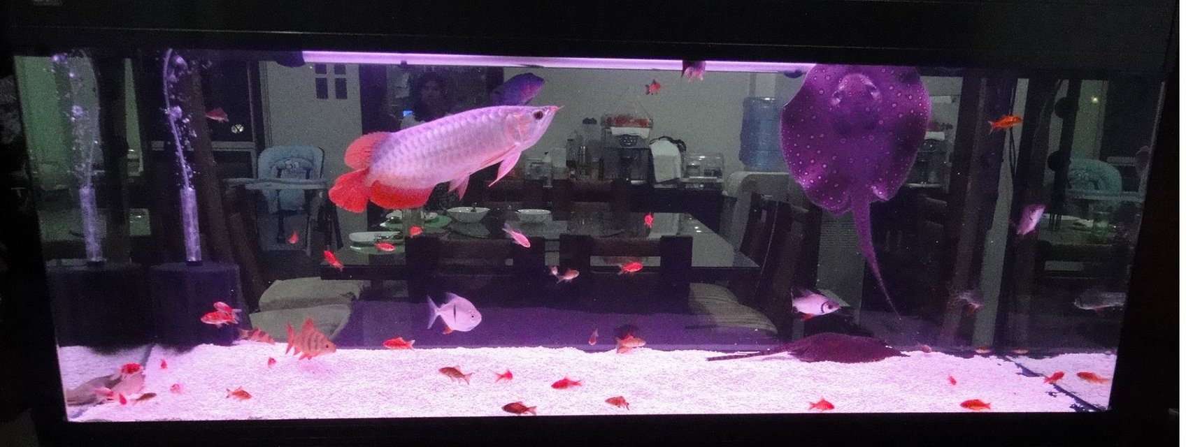 Rated #1959: 150 Gallons Freshwater Fish Tank - Hi, this is my simple tank with the Arowana as the main fish and some tankmates.