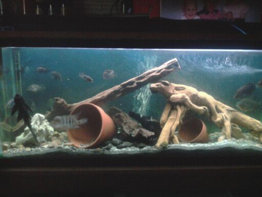 Rated #1804: 55 Gallons Freshwater Fish Tank - 55 gal