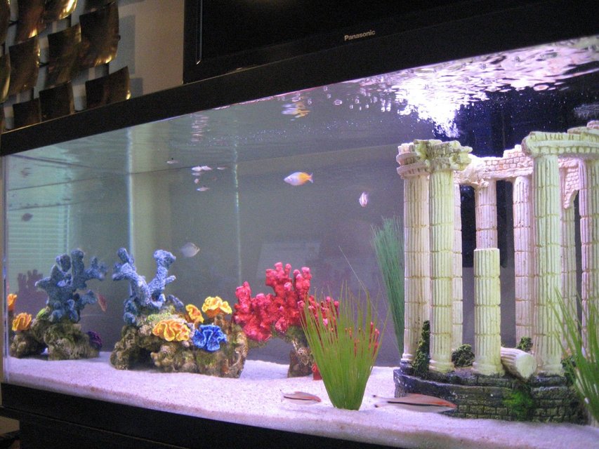 Rated #2341: 45 Gallons Freshwater Fish Tank - A shot of all the tank inhabitants