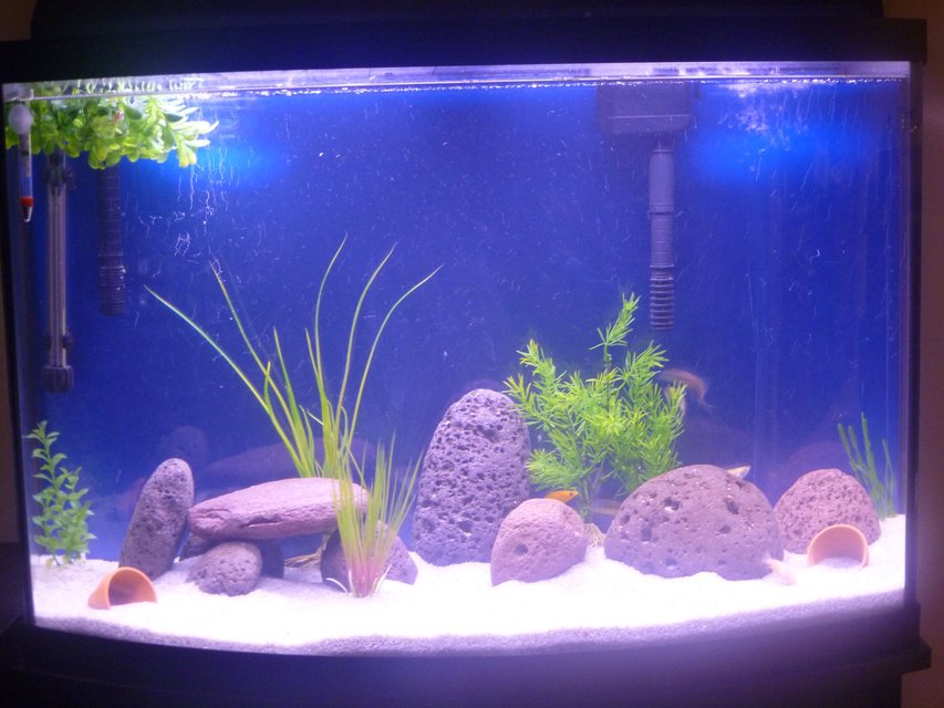 Rated #2025: 36 Gallons Freshwater Fish Tank - Just fed them, so that is why it's a bit dirty looking.