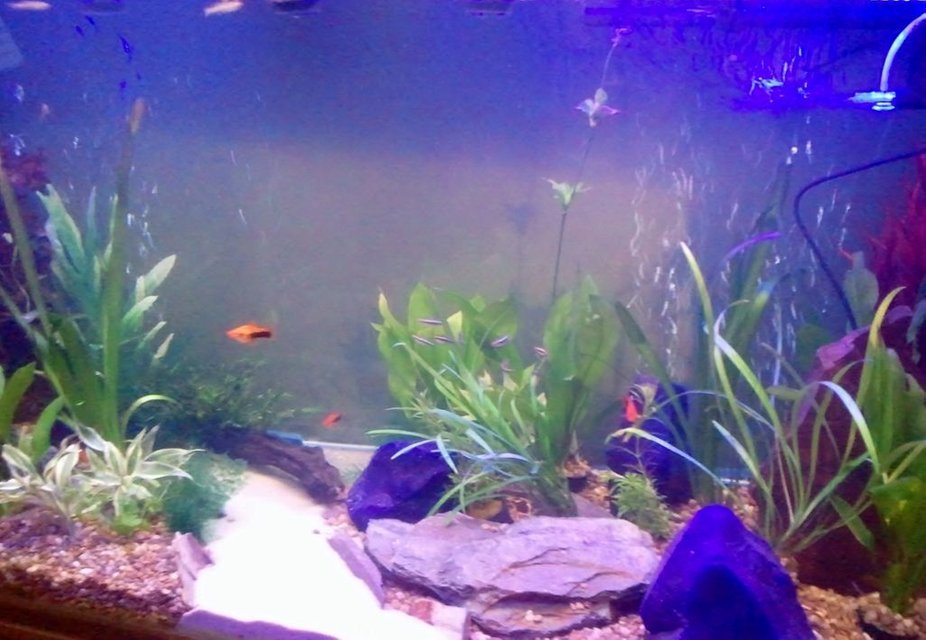 Rated #1899: 87 Gallons Freshwater Fish Tank - new tank 
330l 
two filters one hood one external