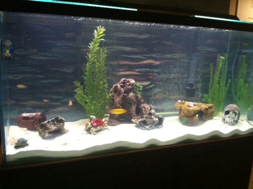 Rated #2776: 80 Gallons Freshwater Fish Tank - Here is the new look of the tank with sand