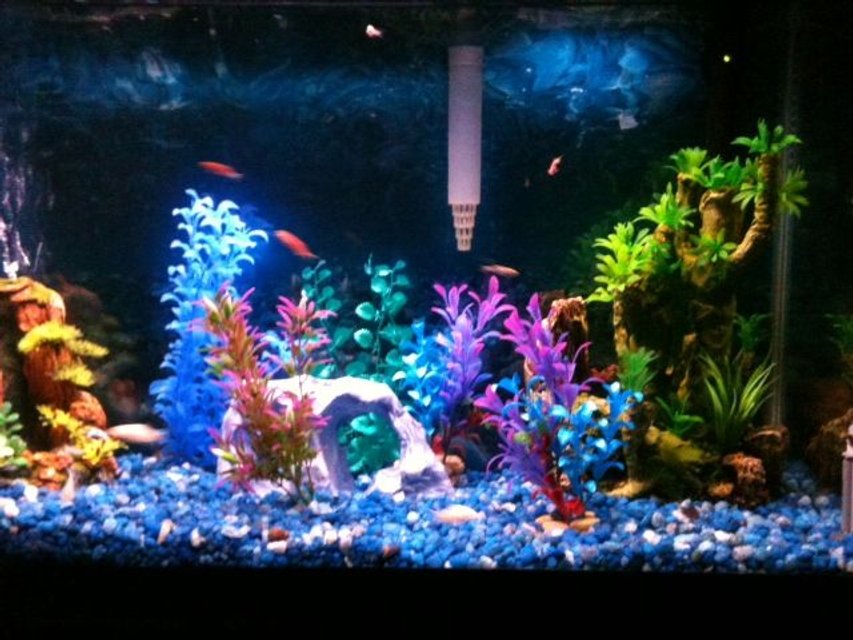 Rated #3800: 30 Gallons Freshwater Fish Tank - My first tank, a 30 gallon