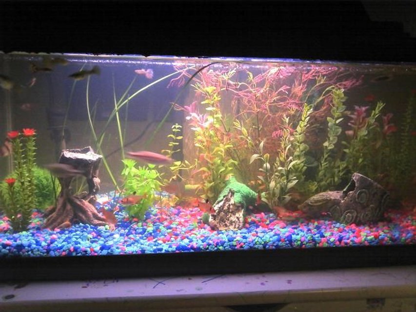 Rated #2705: 29 Gallons Freshwater Fish Tank - my first go at it. 20 gal long. gave it to my daughter.