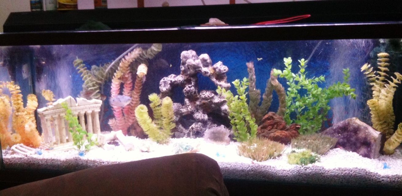 Rated #1935: 55 Gallons Freshwater Fish Tank - my 55