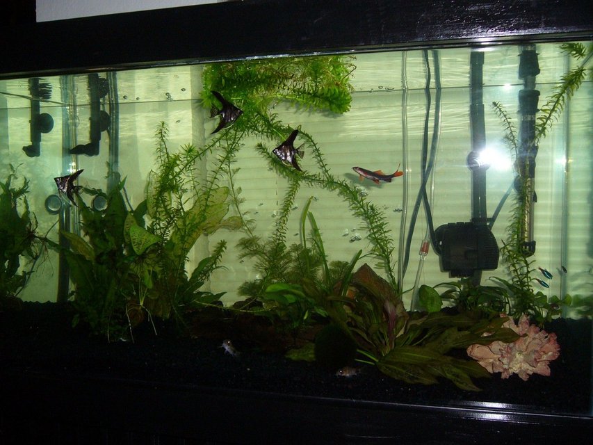 Rated #2810: 50 Gallons Freshwater Fish Tank - my tank
