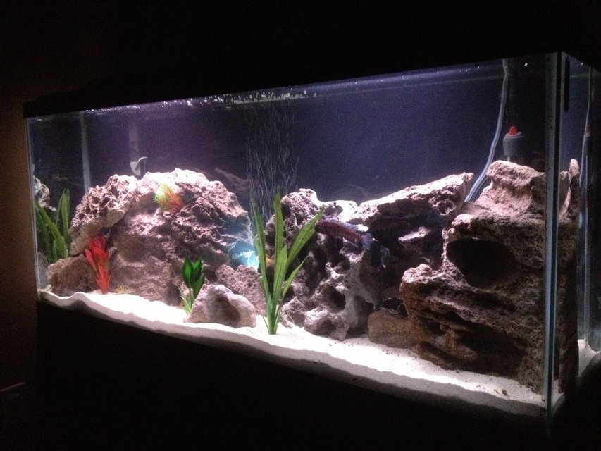 Rated #862: 55 Gallons Freshwater Fish Tank - Side view